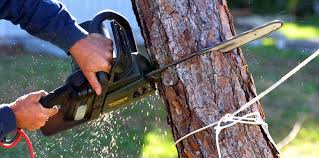 How Our Tree Care Process Works  in  Lucas Valley Marinwood, CA