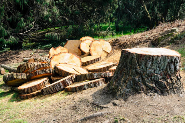 Best Tree Disease Treatment  in Lus Valley Marinwood, CA